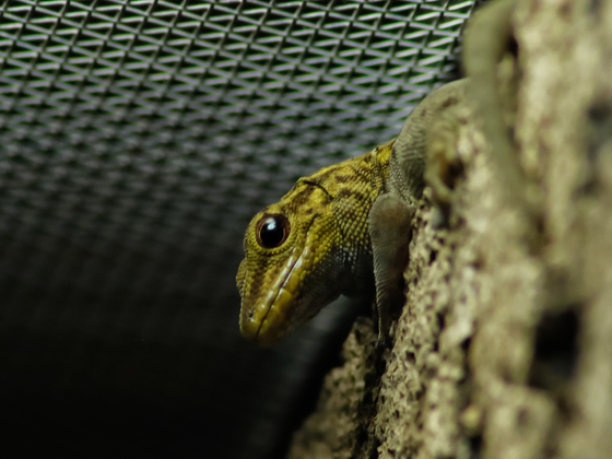Gelbkopf - Taggecko