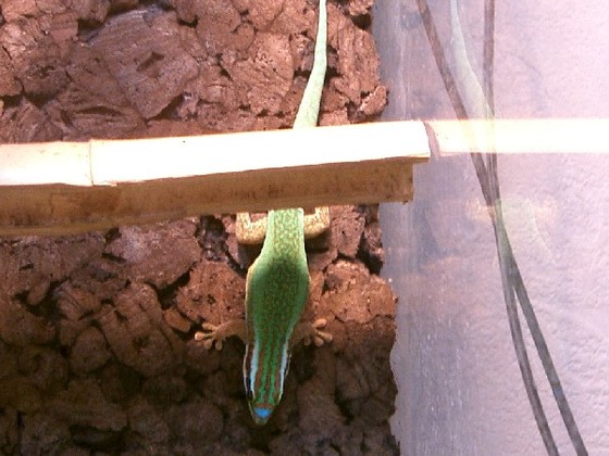 Phelsuma Inexpectata Weibchen