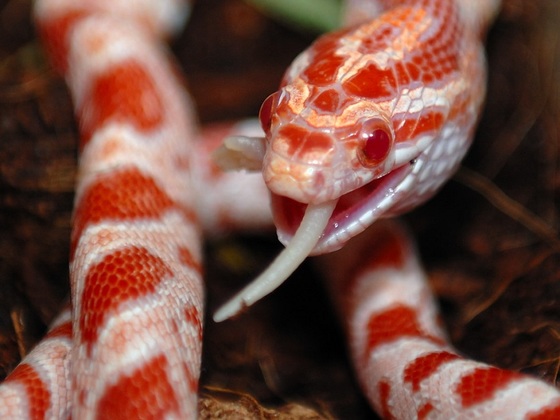 Pantherophis guttatus Amelanistic