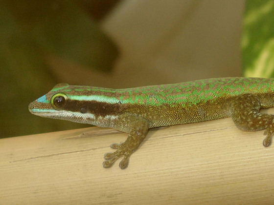 phelsuma