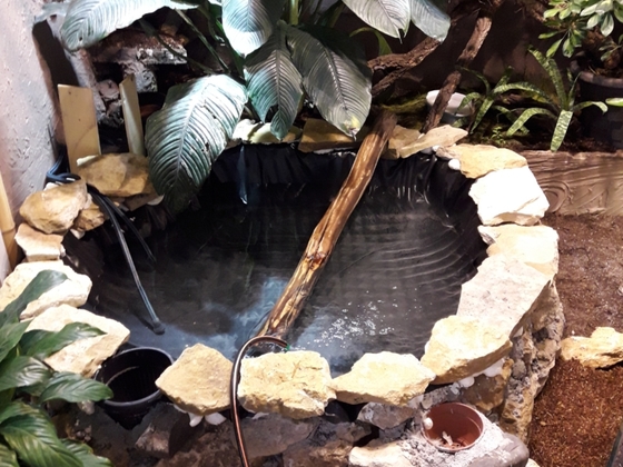 Wasseragamen Regenwaldterrarium Tropenterrarium xxl Terrarium