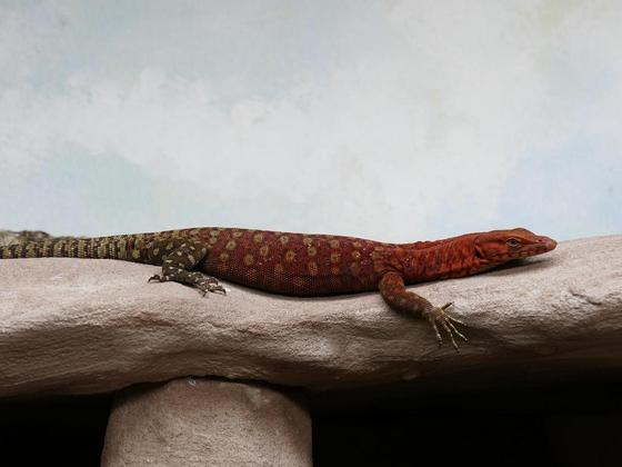 Varanus pilbarensis