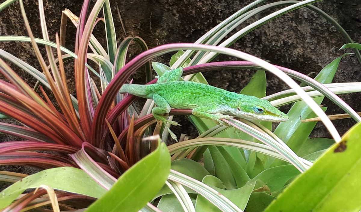 1,0 Anolis carolinensis