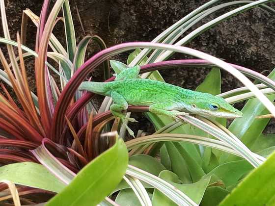 1,0 Anolis carolinensis