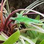 1,0 Anolis carolinensis