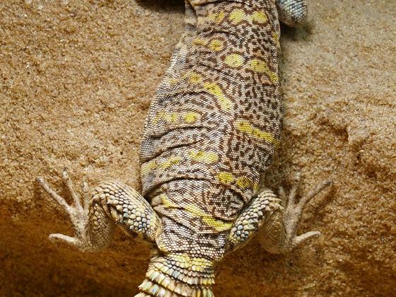 Uromastyx ornata Weibchen