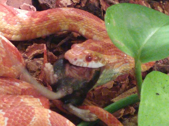 Kornnatter - Pantherophis guttatus