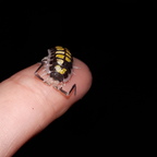 Porcellio haasi