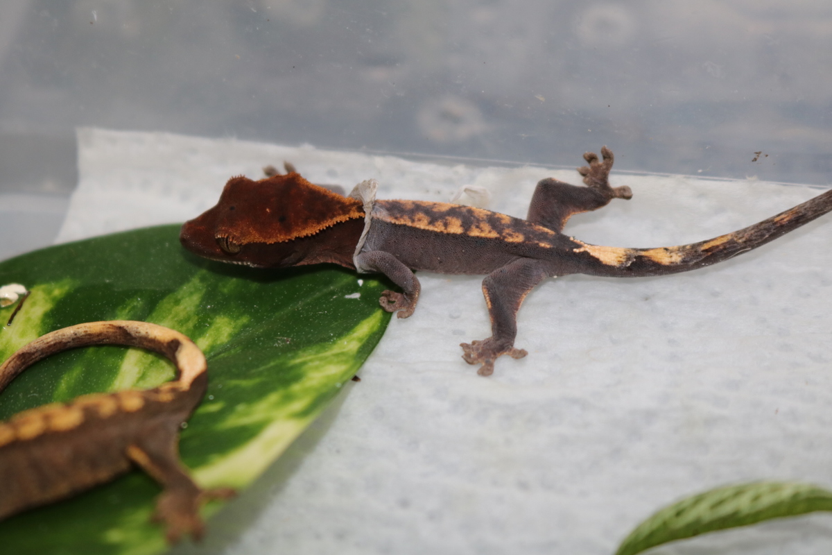 Kronengecko Jungtier bei der Häutung - Terraon.de