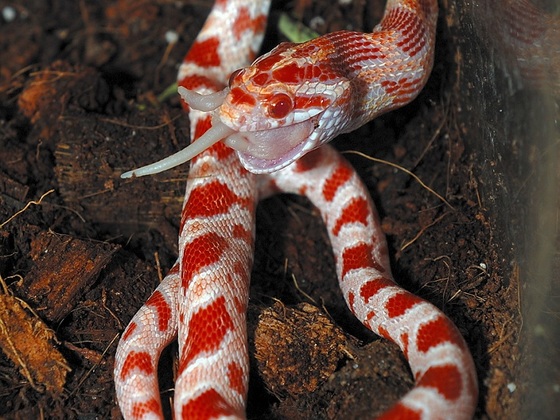 Pantherophis guttatus Amelanistic