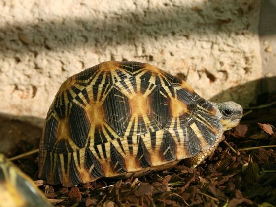 Astrochelys radiata