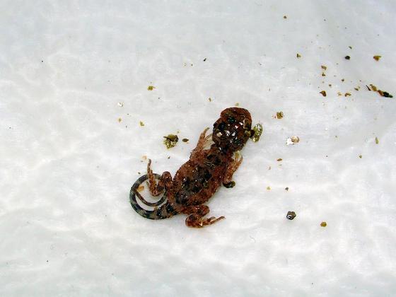 Tympanocryptis tetraporophora Schlüpfling
