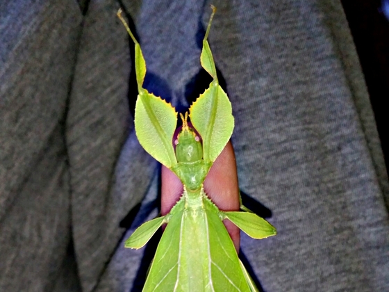 Adultes Phyllium Phillipinicum Weibchen