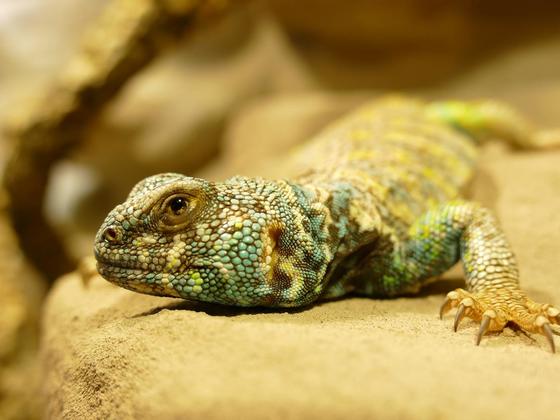 Uromastyx ornata (Bunte Dornschwanzagame) Männchen