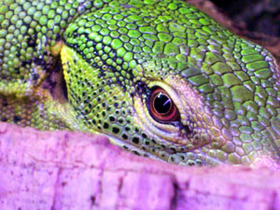 Varanus prasinus