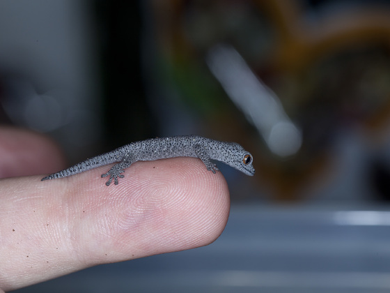 Strophurus taenicauda baby