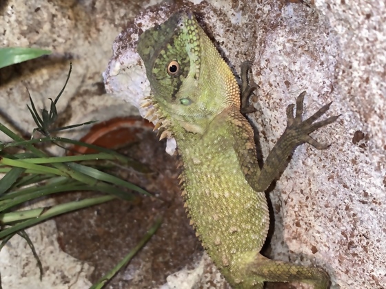 🦖